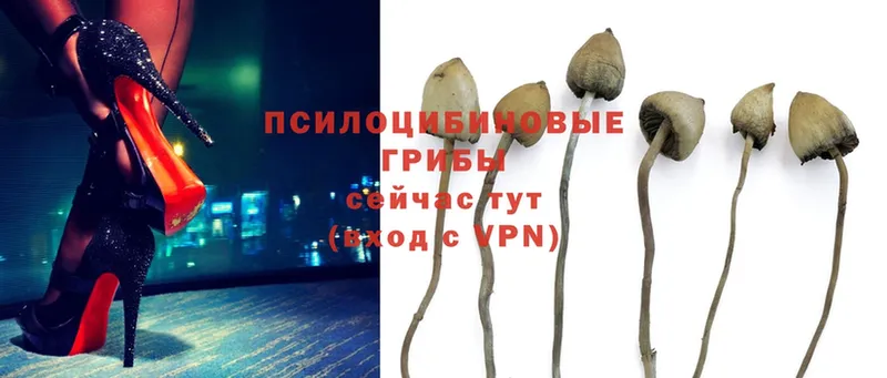 Галлюциногенные грибы Psilocybe  Ленск 